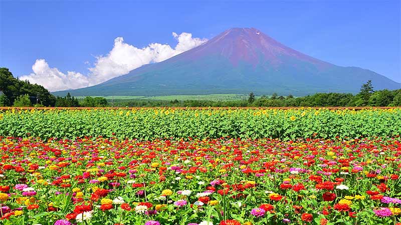 目的で選ぶおすすめ夏の花スポット