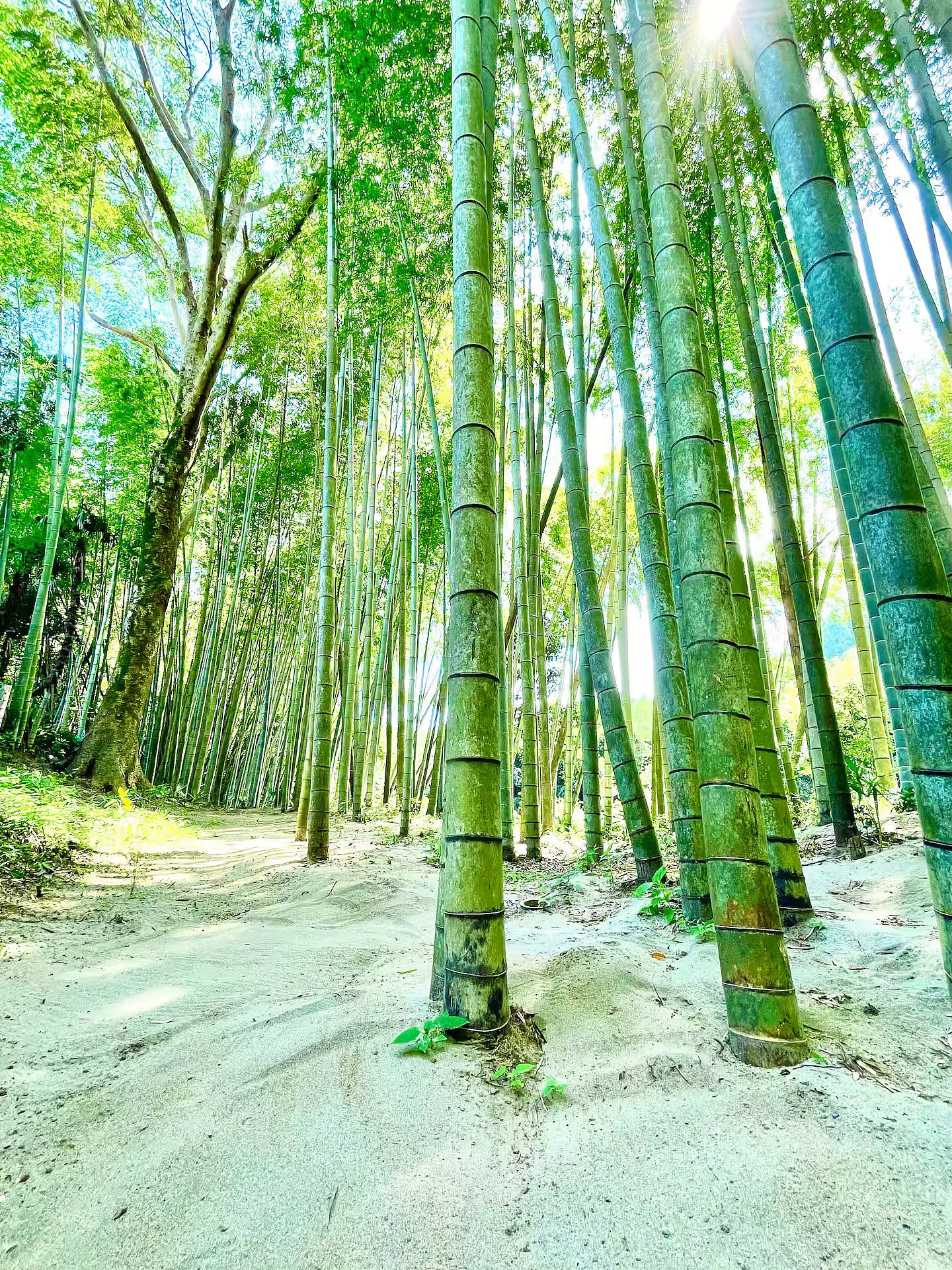 ぐぼうIORI 「離れHOTORI」-image