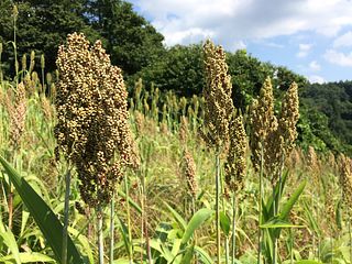 森の古民家 あだむさんち-image