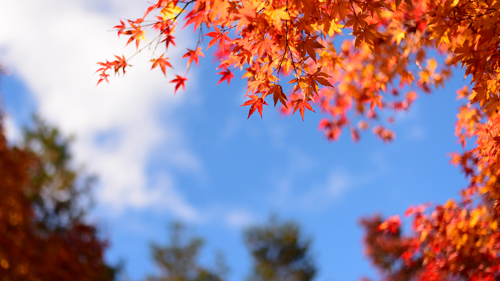 紅葉