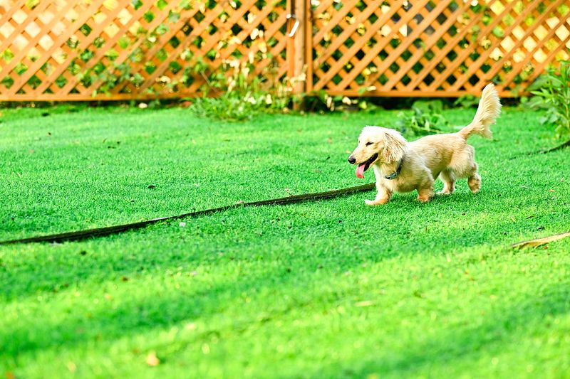 専用ドッグラン