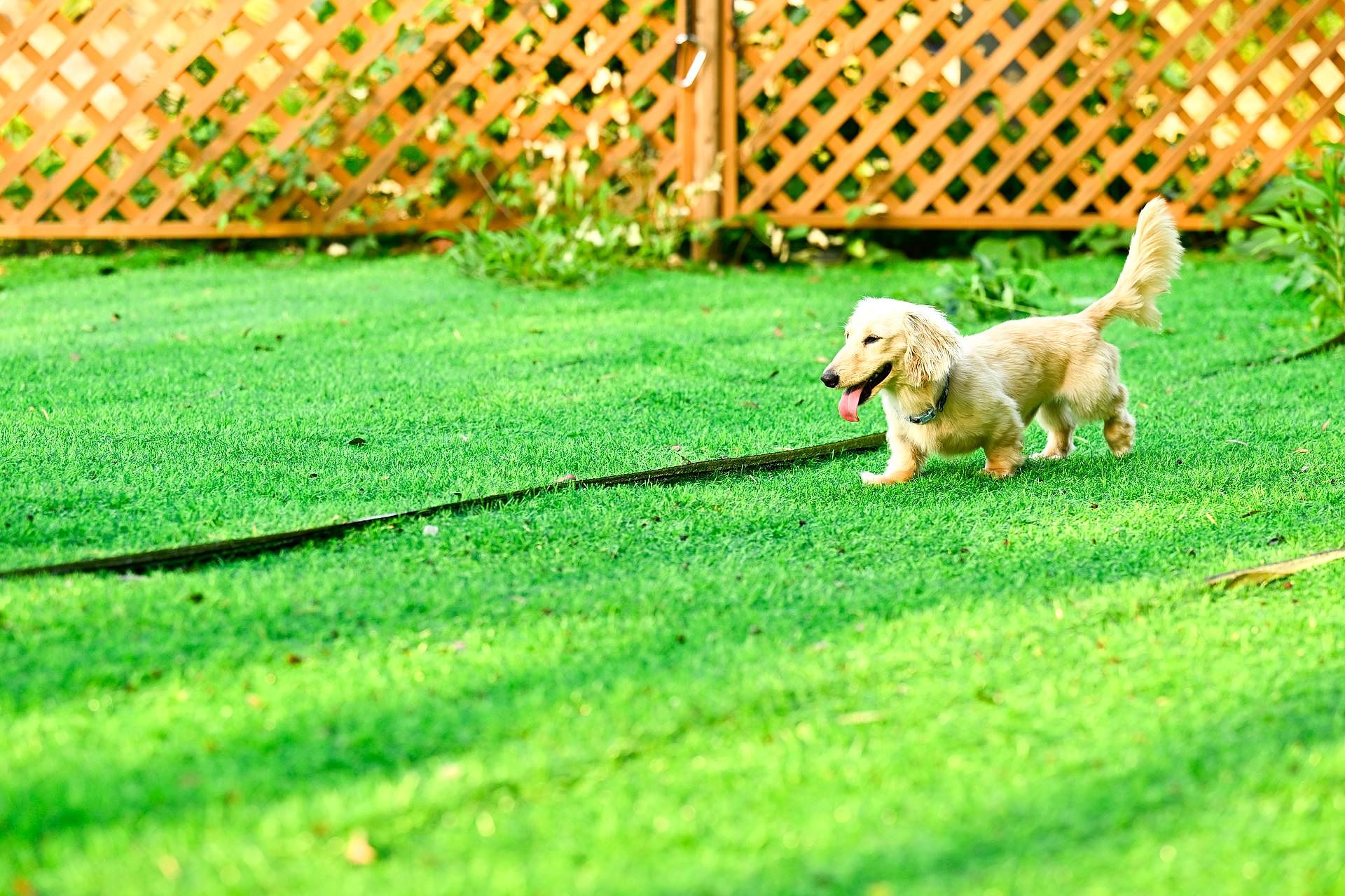 専用ドッグラン
