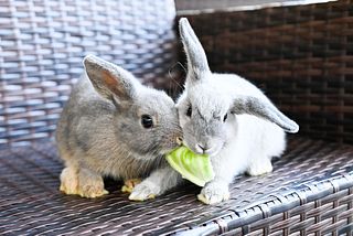 動物触れ合い体験