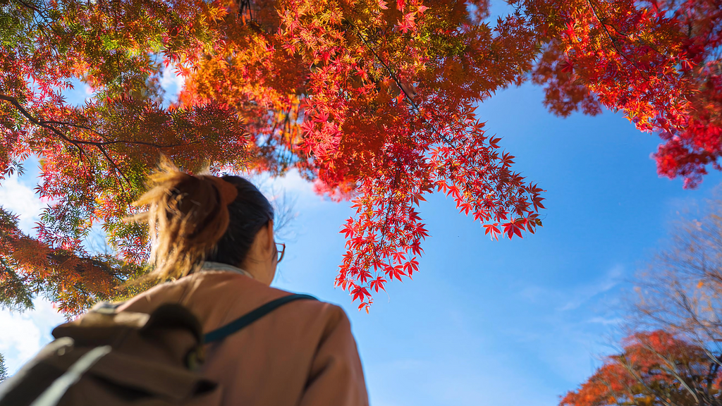 見上げる紅葉