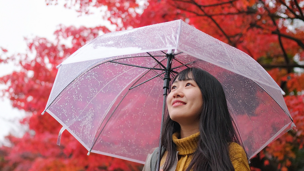 雨の紅葉