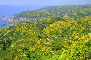 近隣の鋸山はわんちゃんと一緒に遊びに行けるおススメスポット
