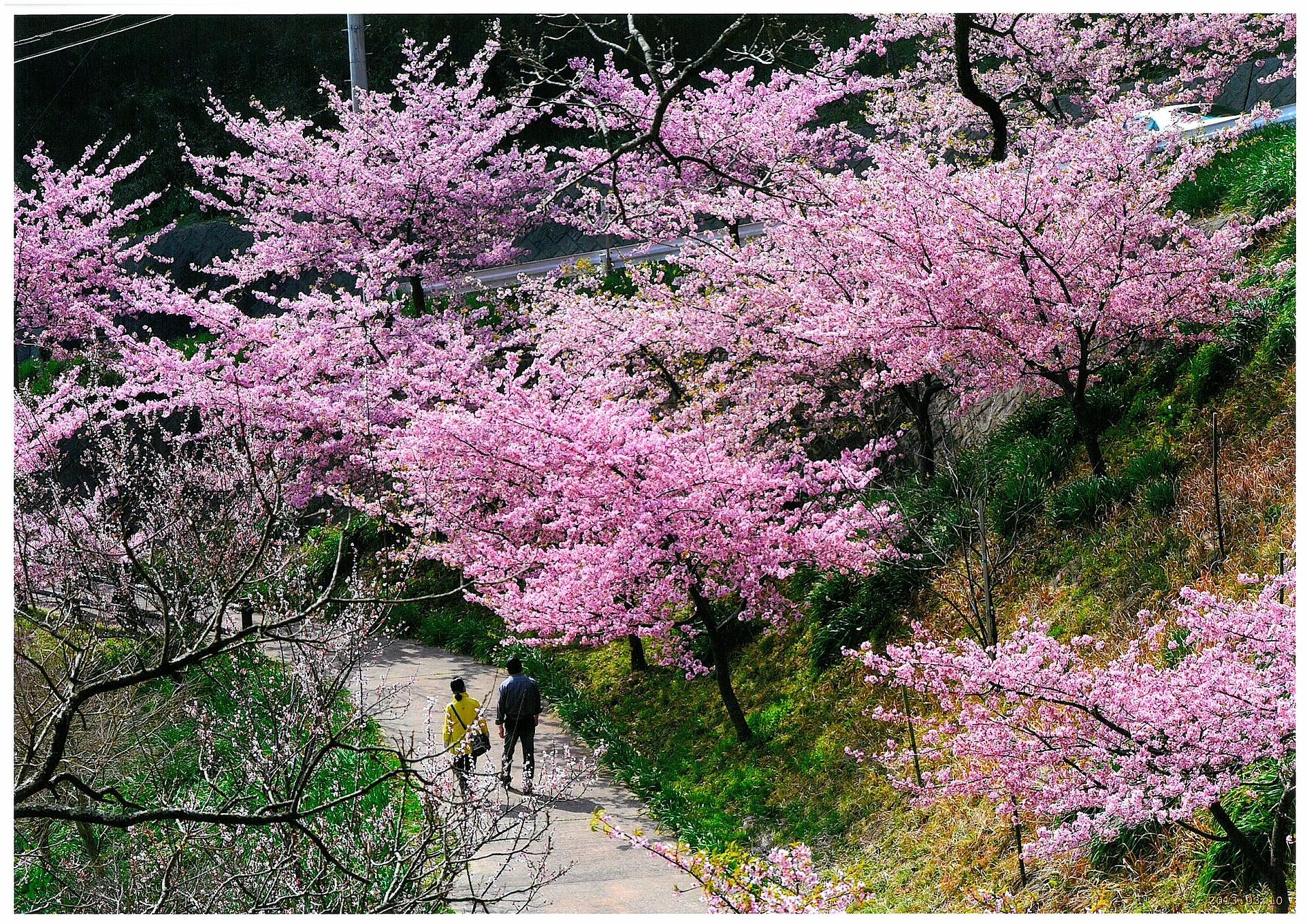 春には近隣に桜が沢山