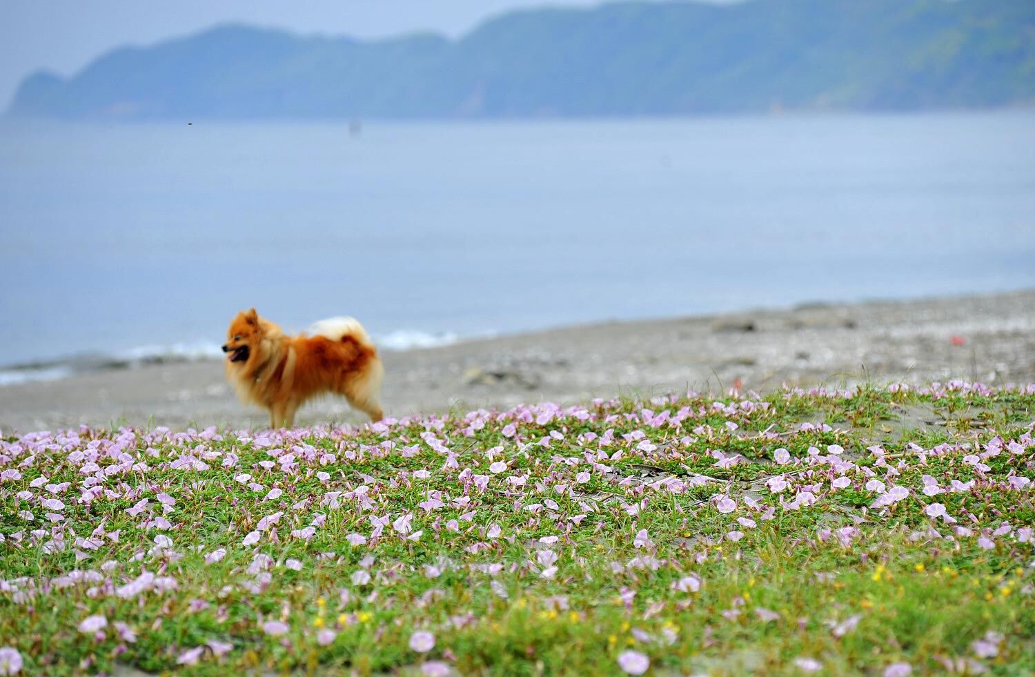 四季折々の花が楽しめる自然豊かな房総にあります。