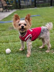 ドックランを満喫