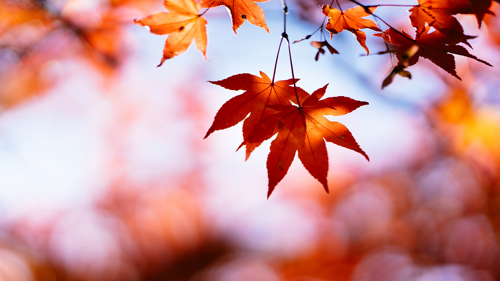 紅葉見頃