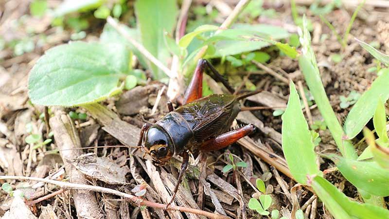 コオロギ・スズムシの簡単な捕まえ方