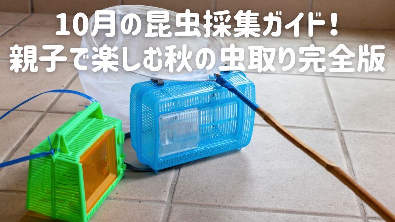 10月の昆虫採集ガイド!親子で楽しむ秋の虫取り完全版