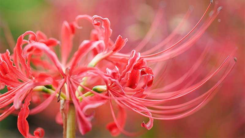 コスモスだけじゃない!秋の花の種類一覧