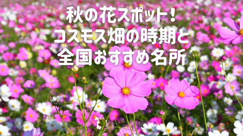 秋の花スポット！コスモス畑の時期と全国おすすめ名所