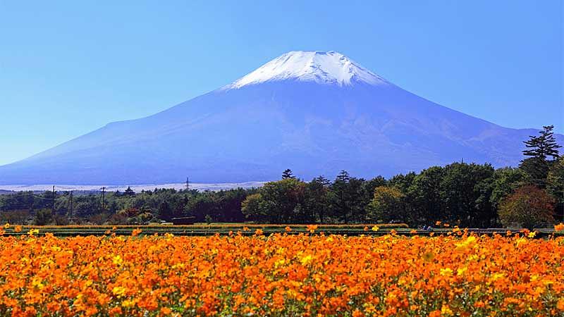 秋の花の見頃はいつ?月別開花カレンダー