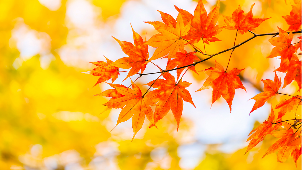 紅葉見頃