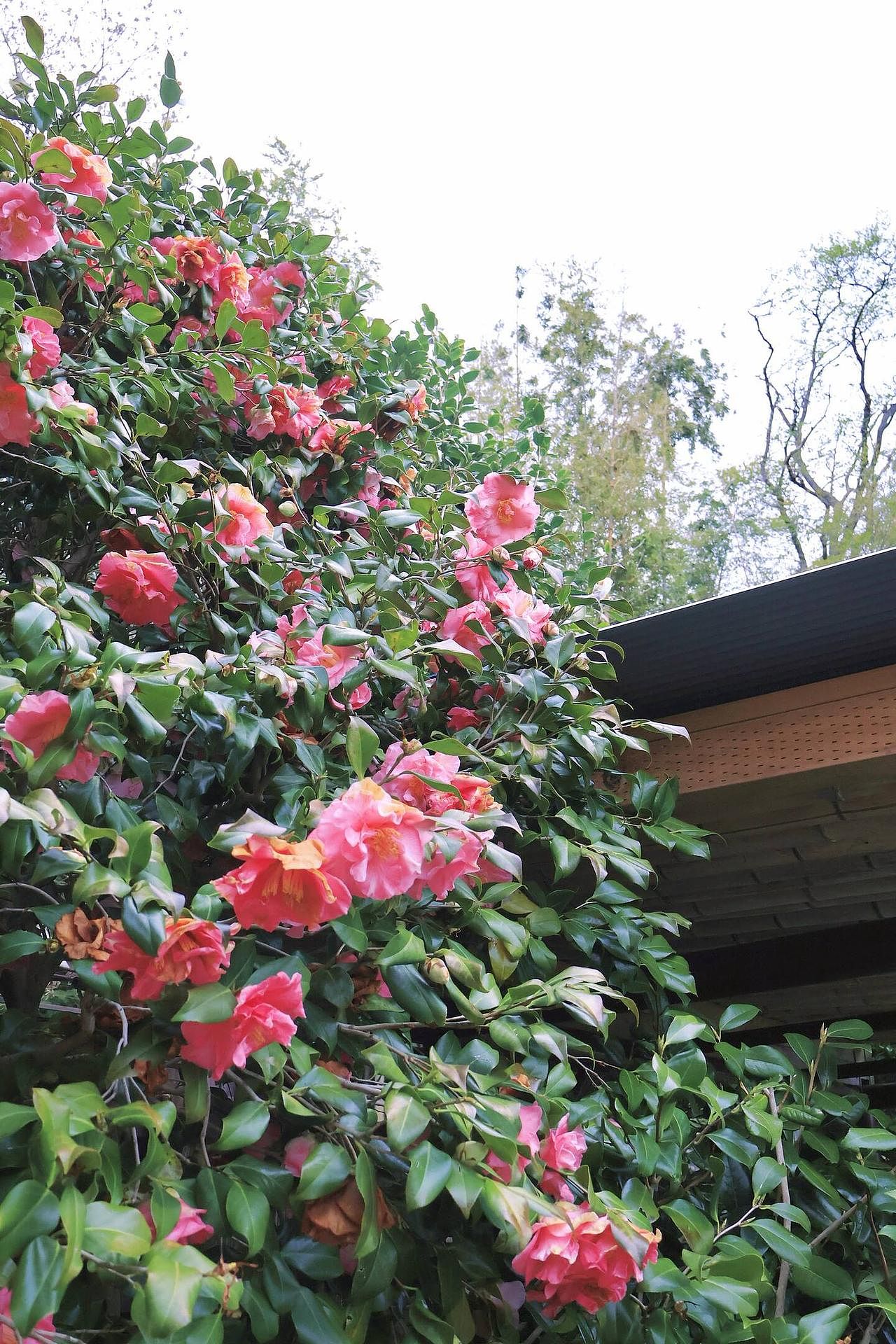  風薫る宿　伊豆星の舞-image