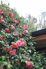  風薫る宿　伊豆星の舞-image