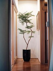 Carpe Diem Kamaida-image