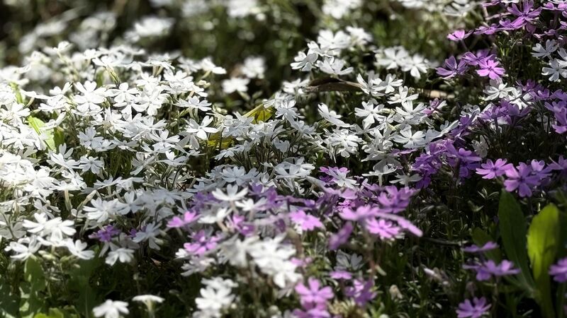 春先には桜草がお出迎えします。