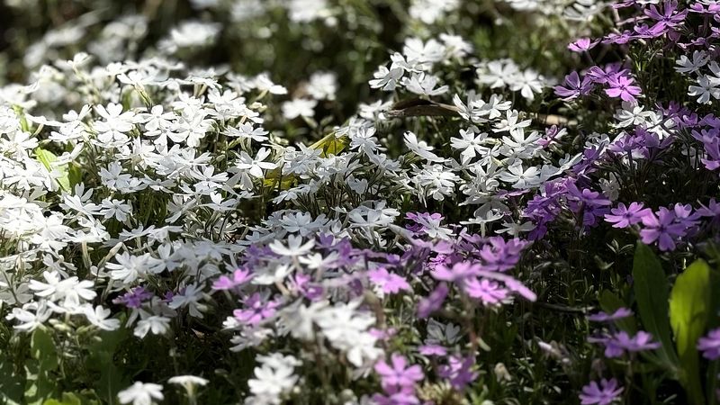 春先には桜草がお出迎えします。