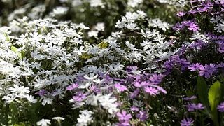 春先には桜草がお出迎えします。