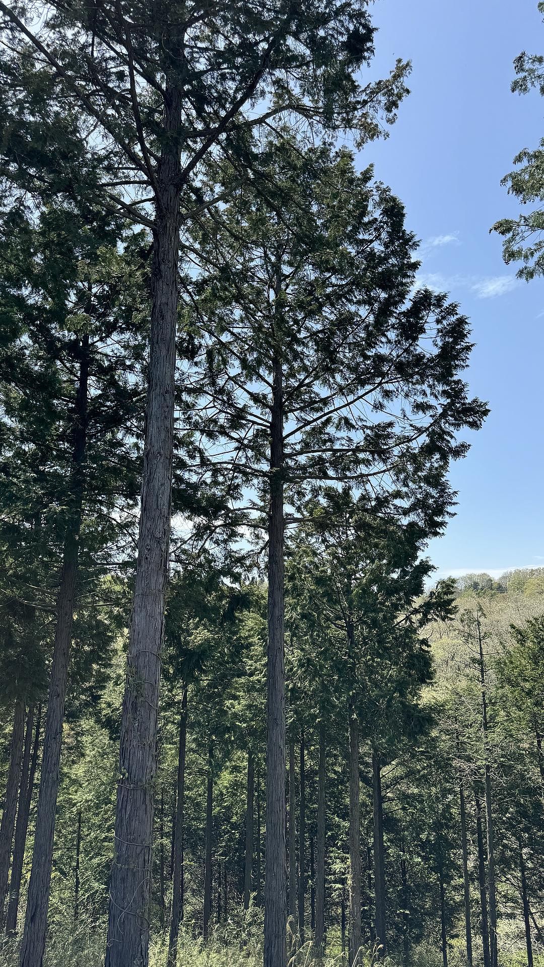 裏手には杉林が広がります。