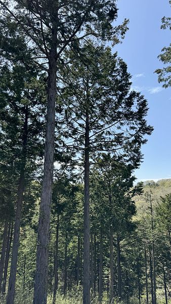 裏手には杉林が広がります。