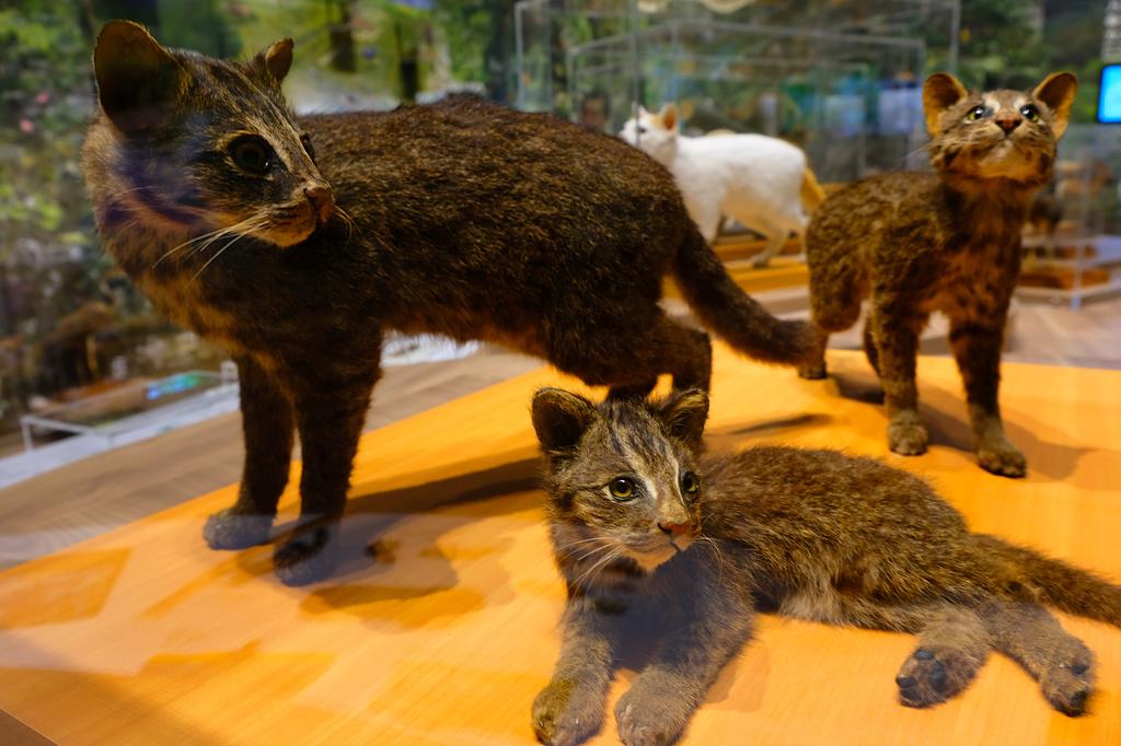 西表野生生物保護センター