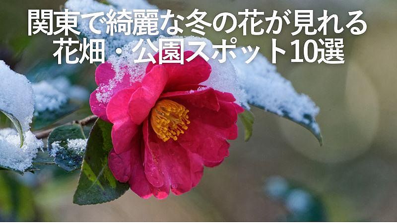 関東で綺麗な冬の花が見れる花畑・公園スポット10選