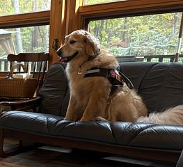 室内もわんこに自由を