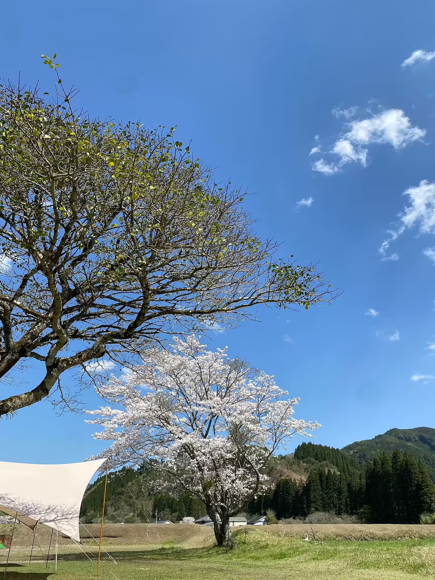 ながたんち-image