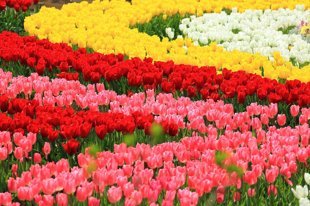 栃木県 | あしかがフラワーパーク