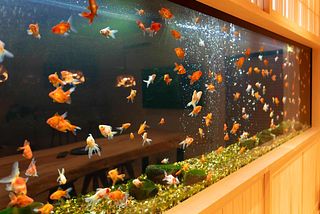 asterisk HIROSHIMA-image