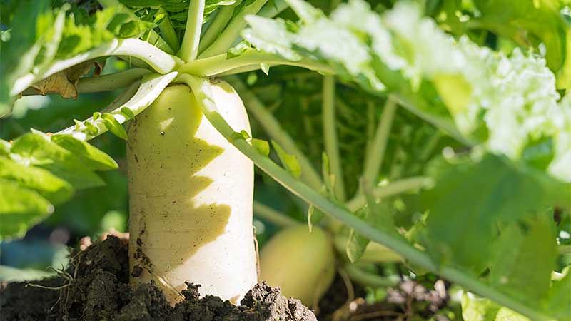 12月の旬の食べもの