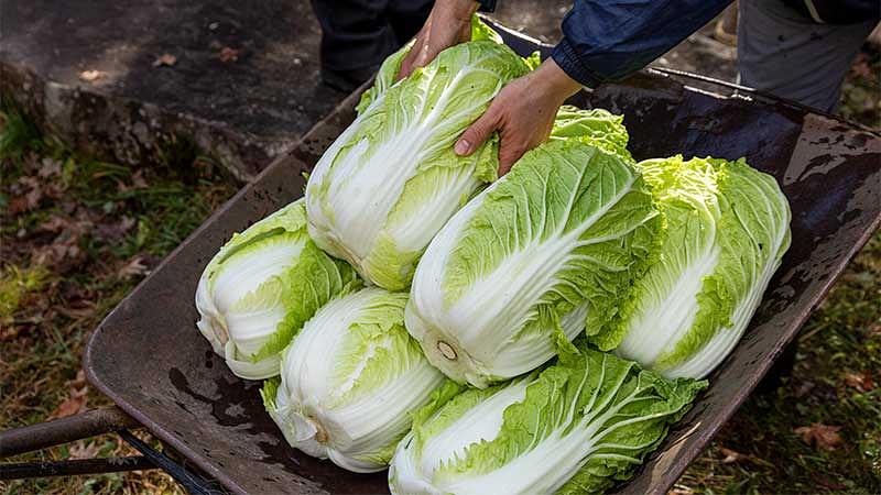 12月に旬を迎える冬の野菜