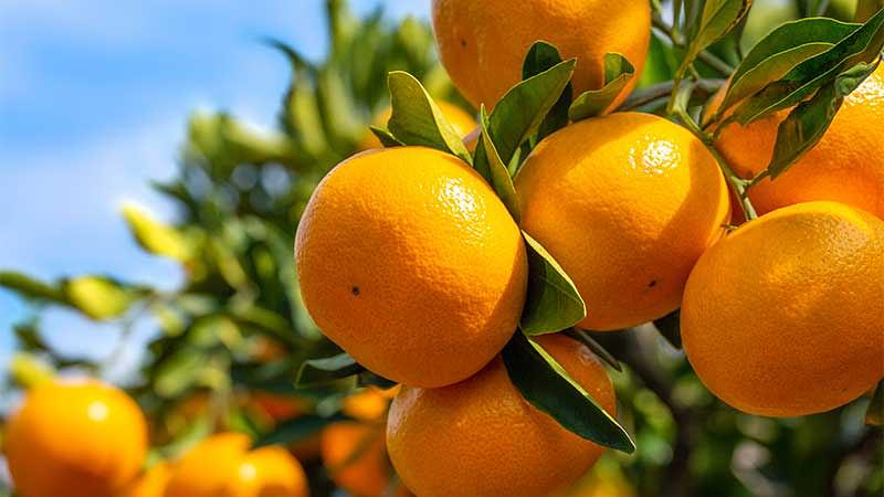 12月に食べたい旬の果物