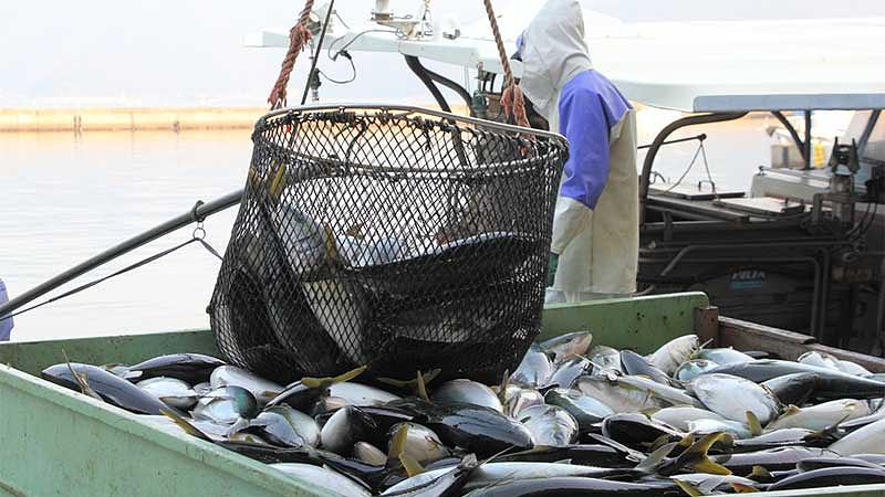 12月が食べ頃の旬の魚介類