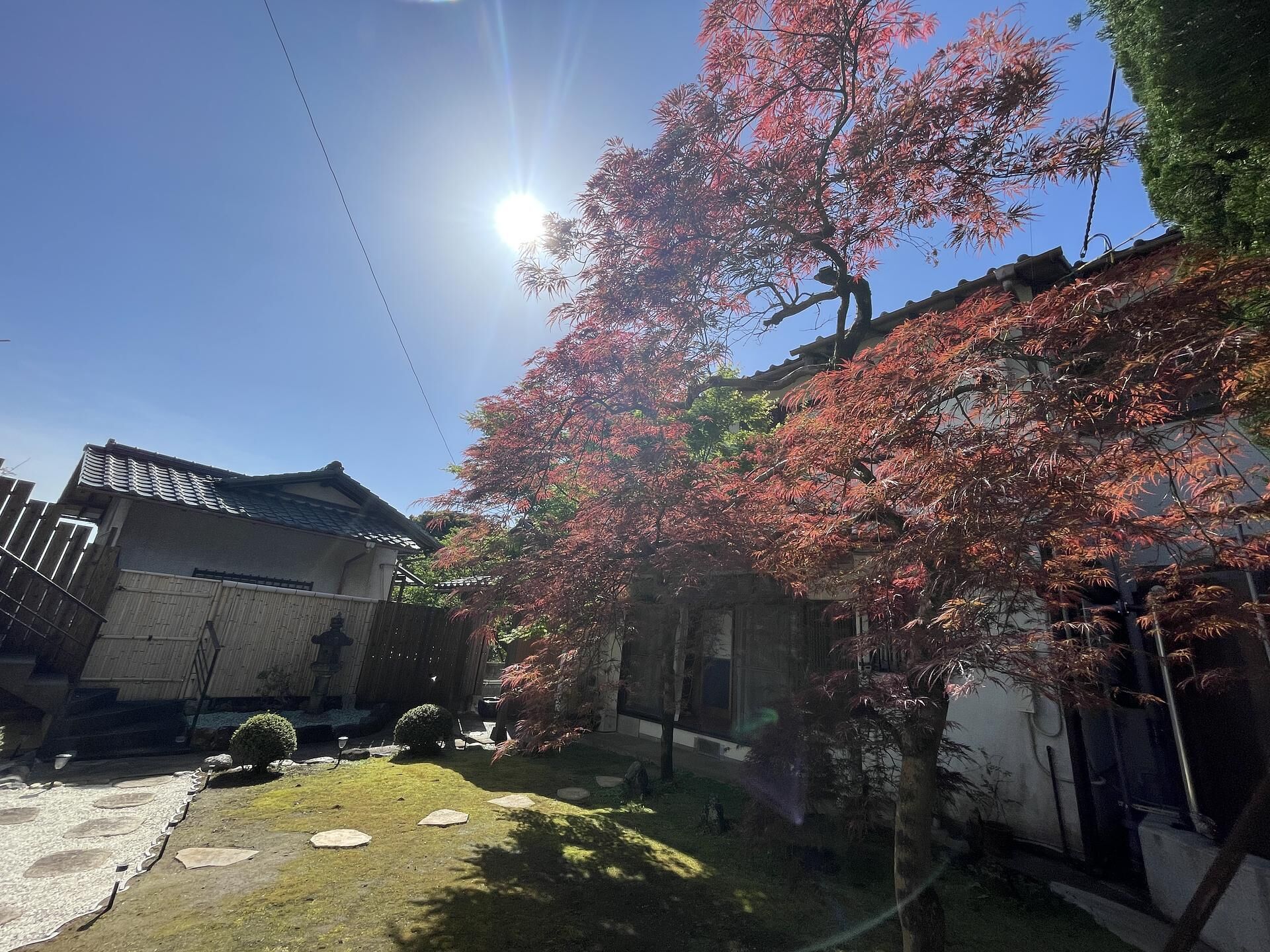 枝垂れもみじ