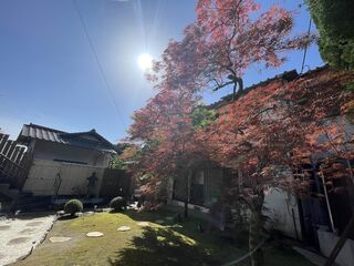 枝垂れもみじ