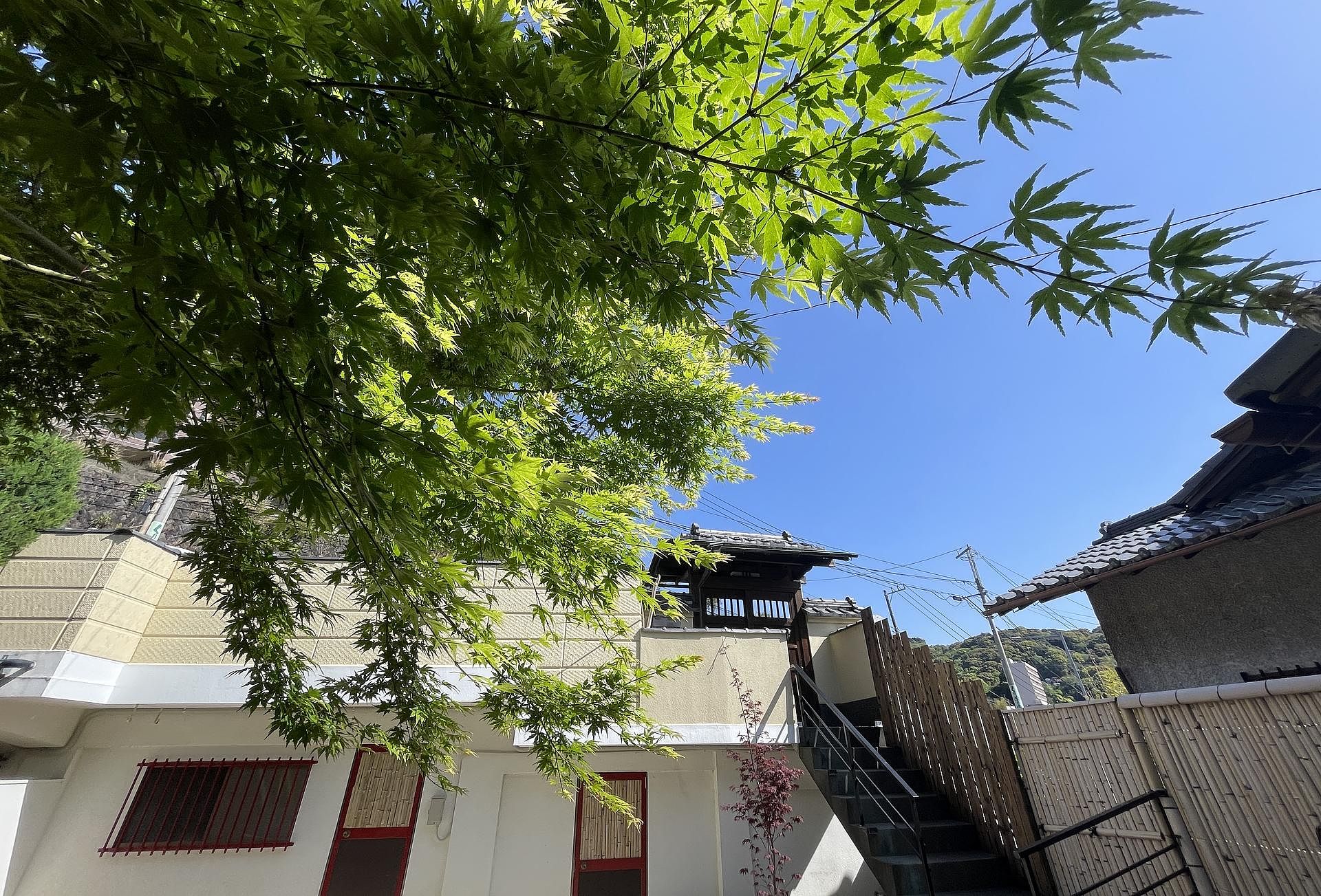 夏のイロハ紅葉