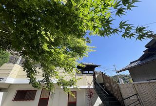 夏のイロハ紅葉