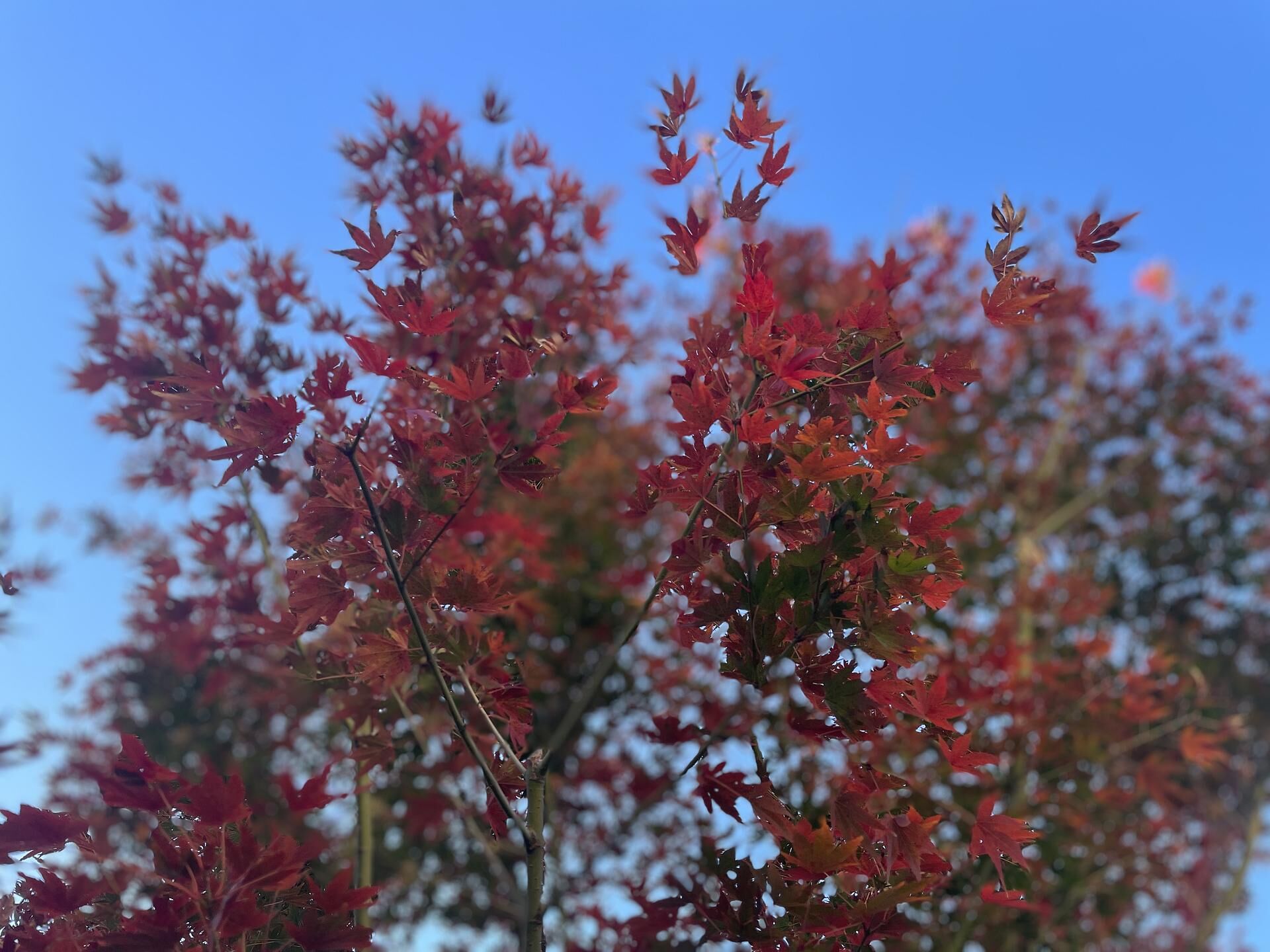 秋の紅葉