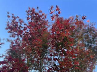 秋の紅葉