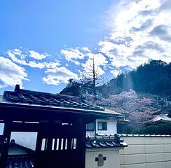 木戸から見た桜