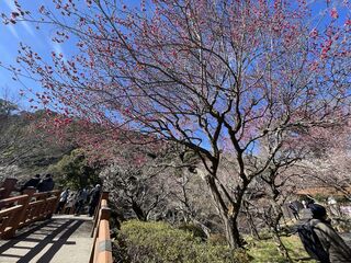 熱海梅園　梅