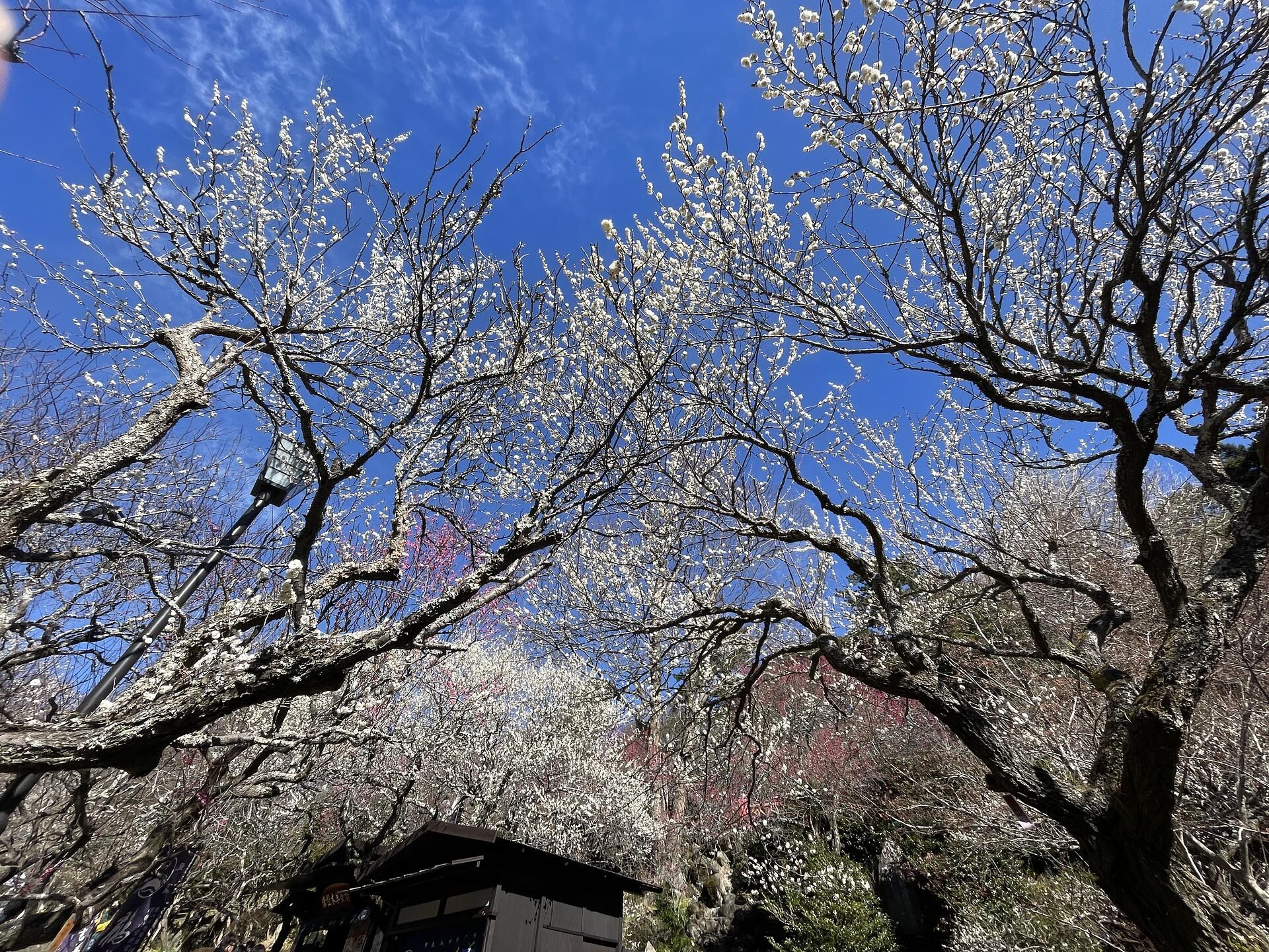熱海梅園　梅