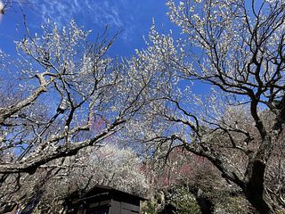 熱海梅園 梅