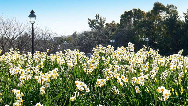 関東エリアで見られる冬の花と見頃の時期