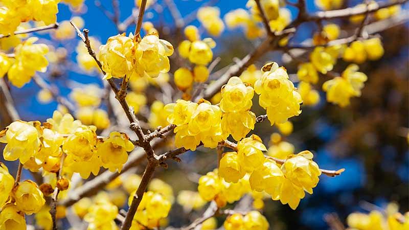 【花の種類別】冬に咲く花のおすすめ名所